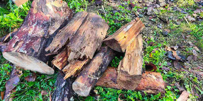 Гнилые дрова на приусадебном участке